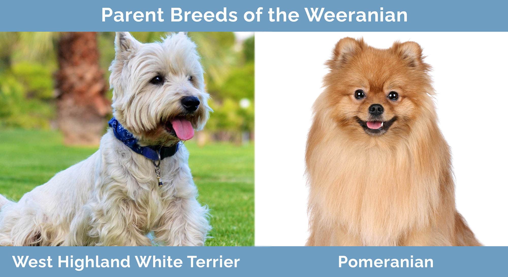 Weeranian (Westie & Pomeranian Mix): Pictures, Care Guide, Temperament & Traits | Hepper