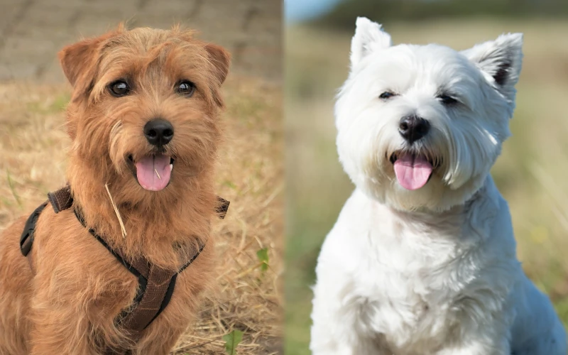 Parent breeds of the Cairland Terrier - Featured Image