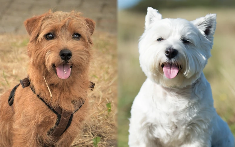 Cairland Terrier Cairn Terrier Westie Mix Pictures Care