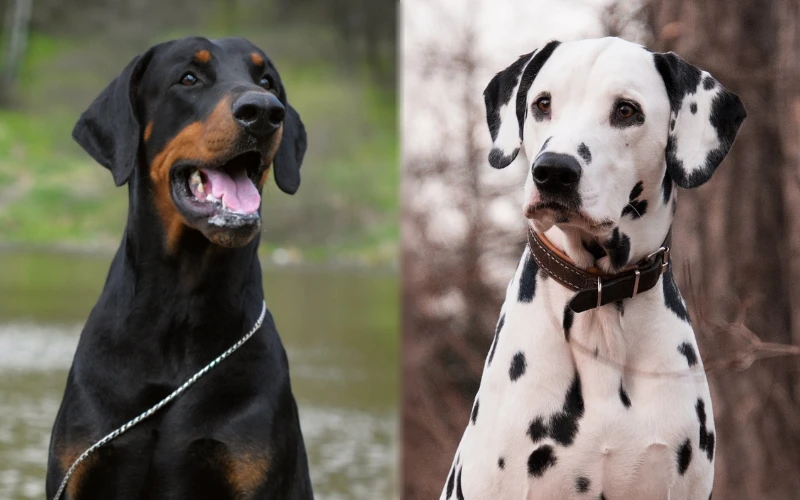 Parent breeds of the Doberman Dalmatian Mix - Featured Image