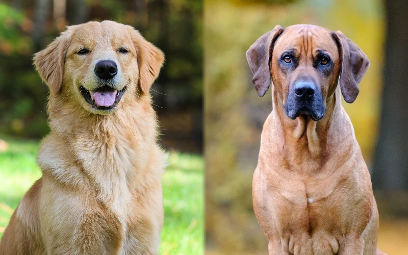 Parent breeds of the Rhodesian Ridgeback Golden Retriever Mix - Featured Image