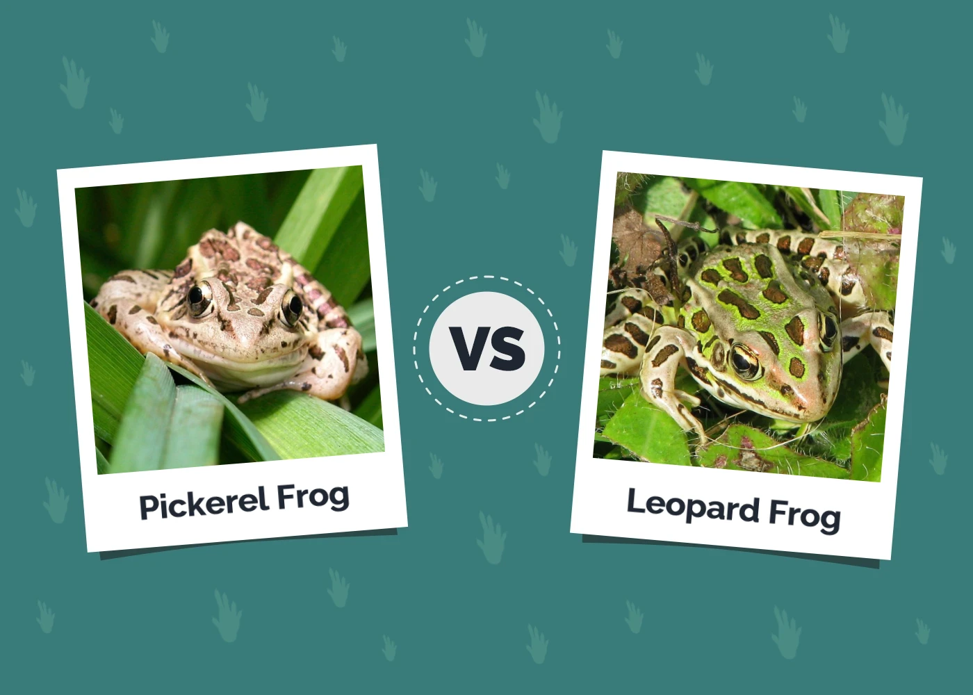 Pickerel Frog vs Leopard Frog - Featured Image