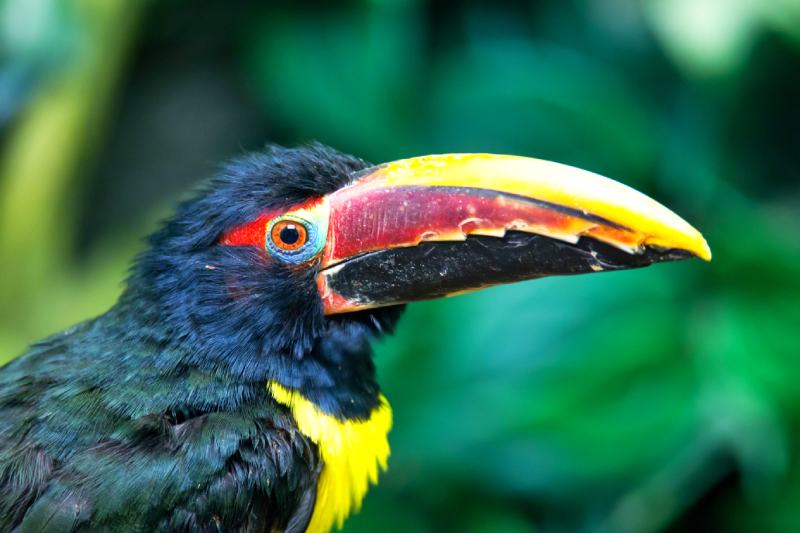 Portrait of Green Aracari Pteroglossus viridis
