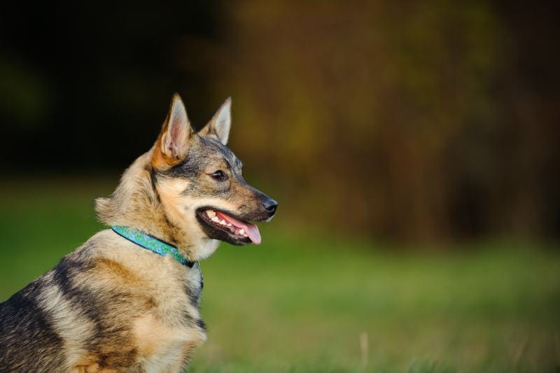 Portrait of Swedish Vallhund