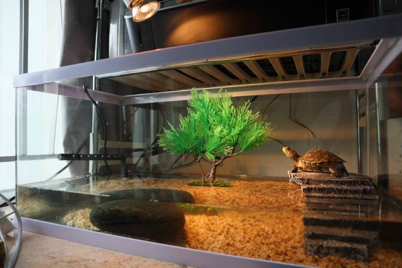 Red-eared turtle at the tank