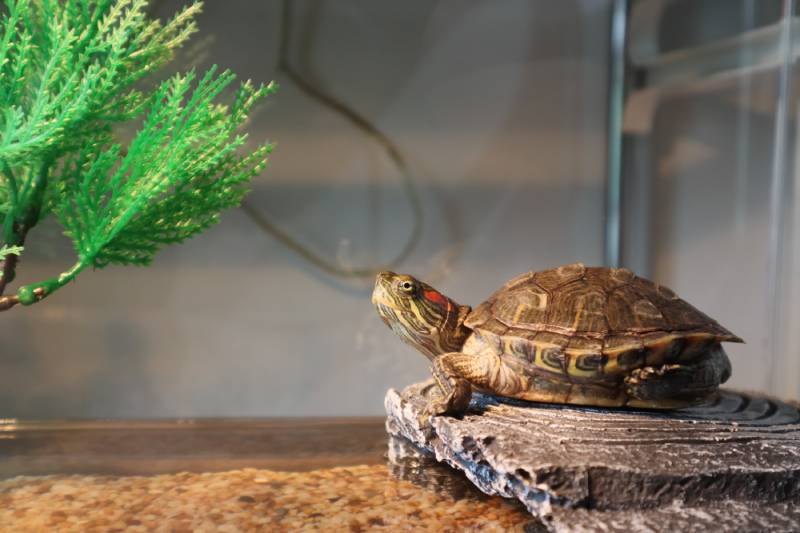 Red-eared turtle in a tank