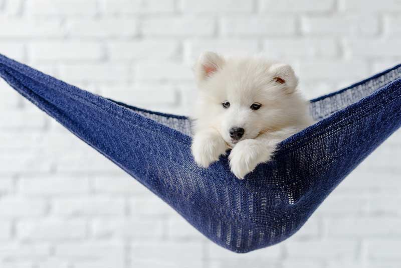 Samoyed puppy hanging in a blue hammock