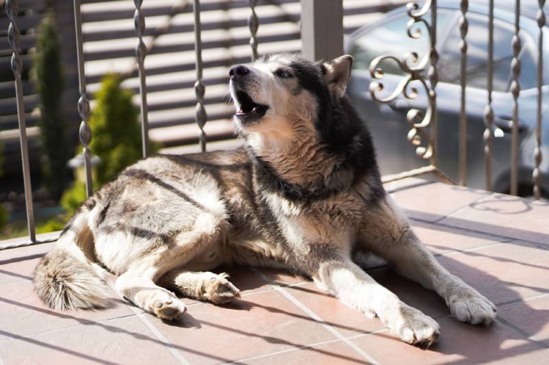 Siberian Husky dog barking