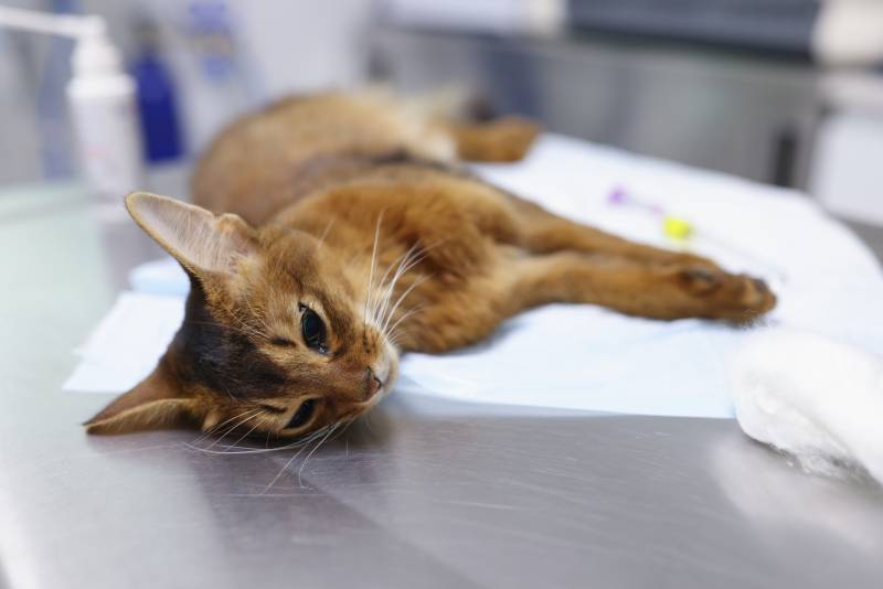 Sick cat on operating table in veterinary office