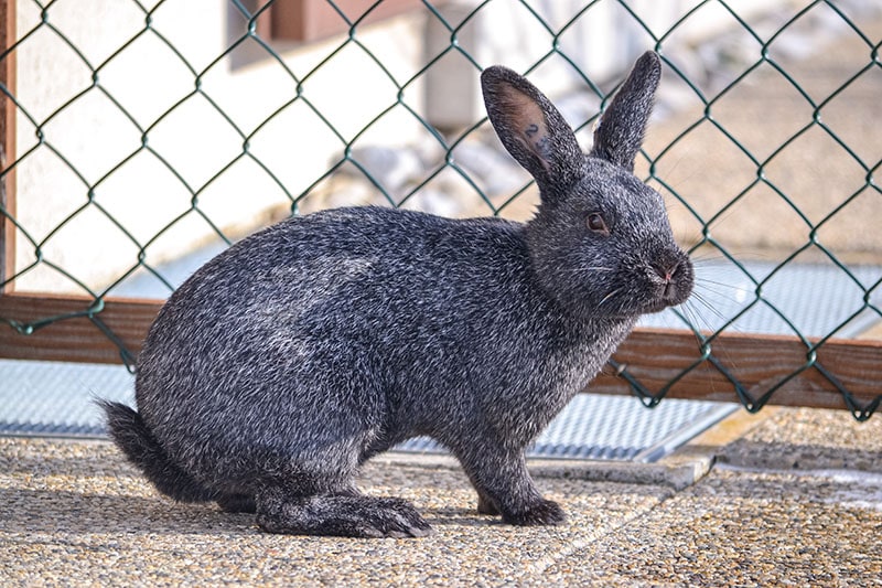 Silver rabbit breed standing outside
