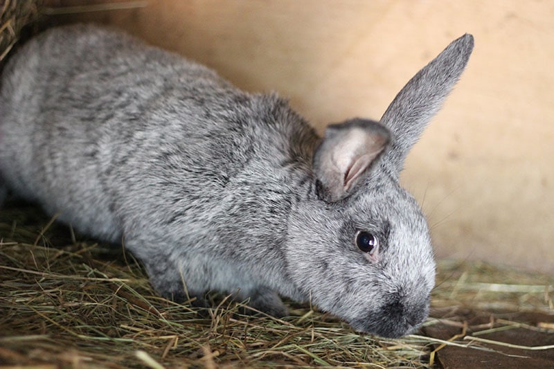 Silver rabbit