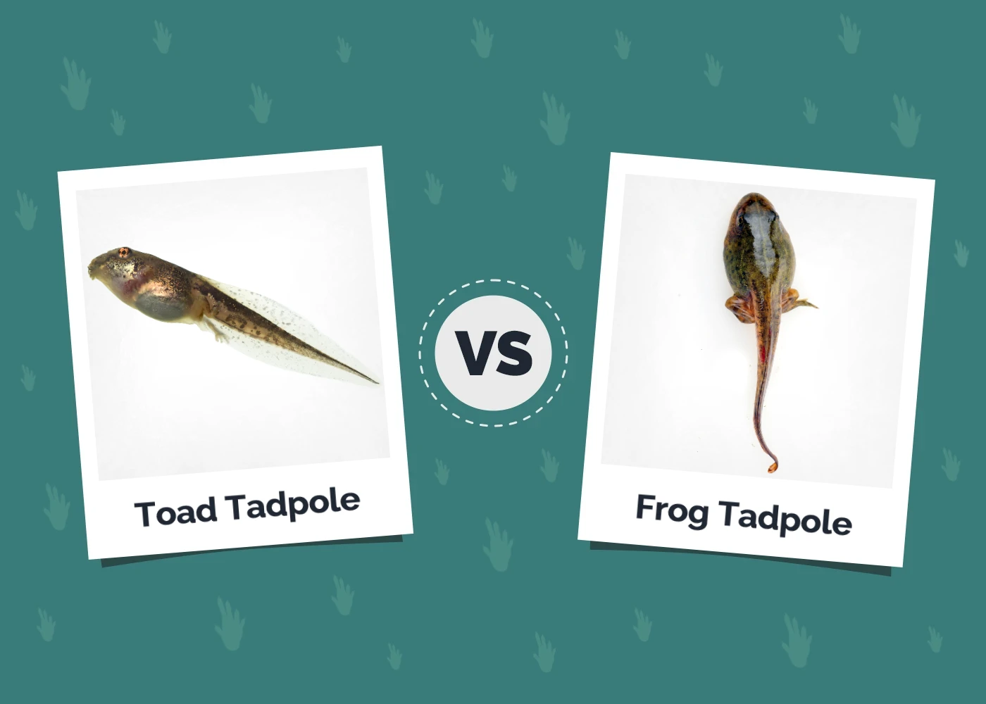 Toad Tadpole vs Frog Tadpole - Featured Image