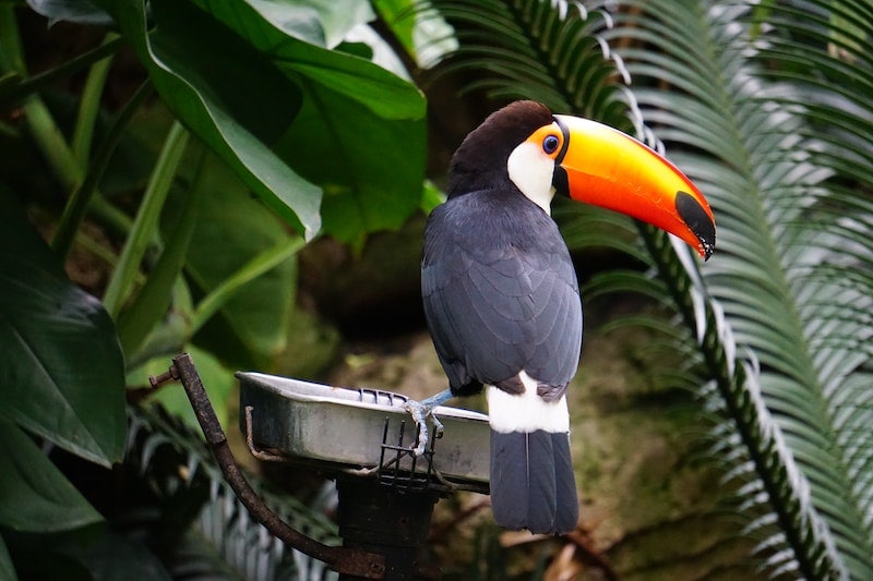 Toco toucan on a perch