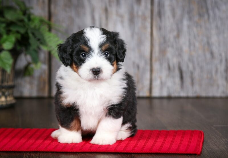 Tri colored Mini Bernedoodle puppy on red towel