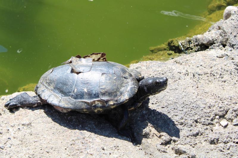 Turtle Shell Peeling or Shedding