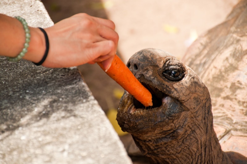 Turtle being hand-fed a whole carrot
