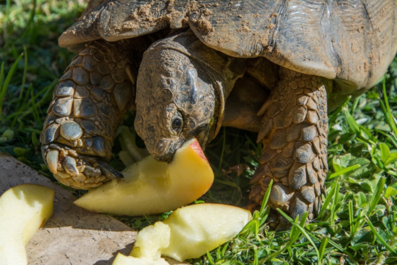 Turtle eating apple slices on the grass
