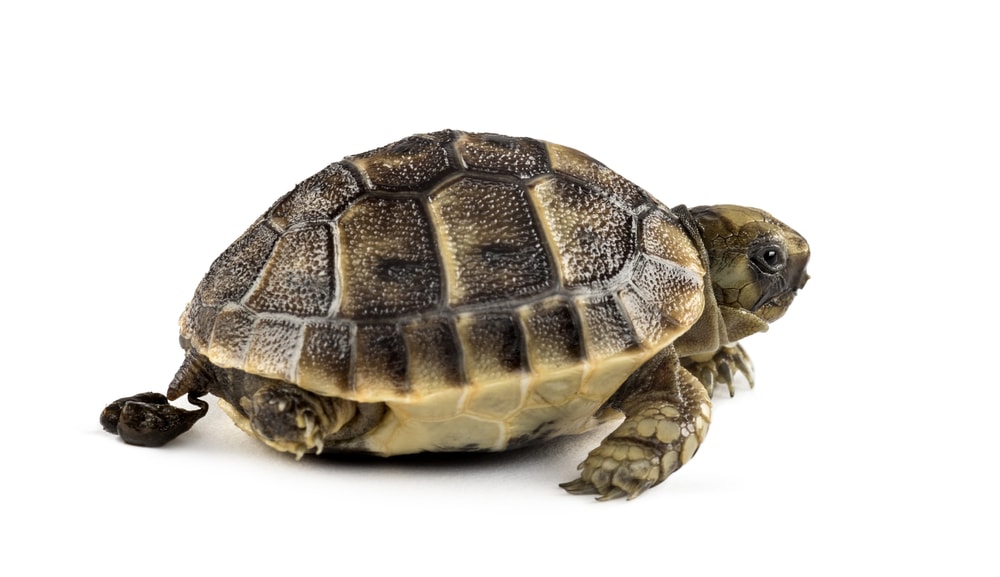 Turtle Tortoise making poop in a white background