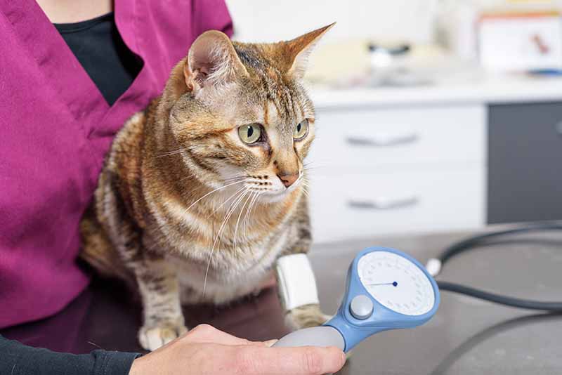 Veterinary doctor checking blood pressure of a cat