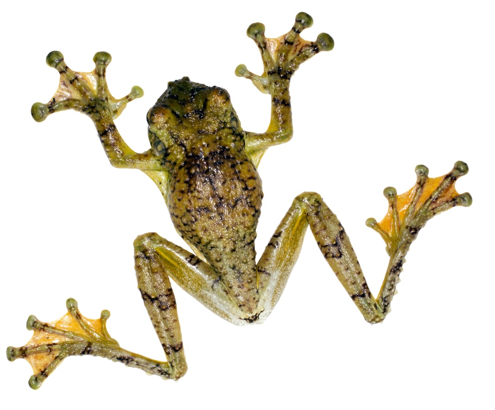 Watry Treefrog