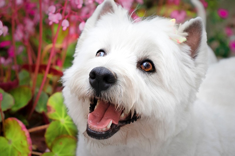 close up of west highland white terrier dog