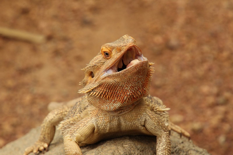 a bearded dragon with the mouth open