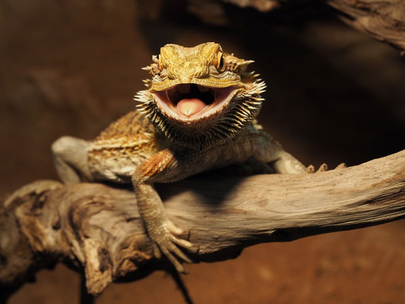 a bearded dragon with the mouth open