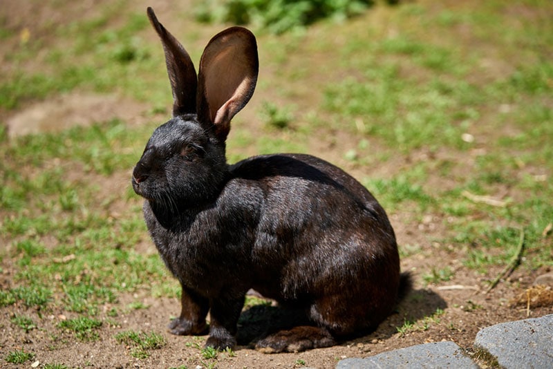 a black flemish giant rabbit sitting on the ground