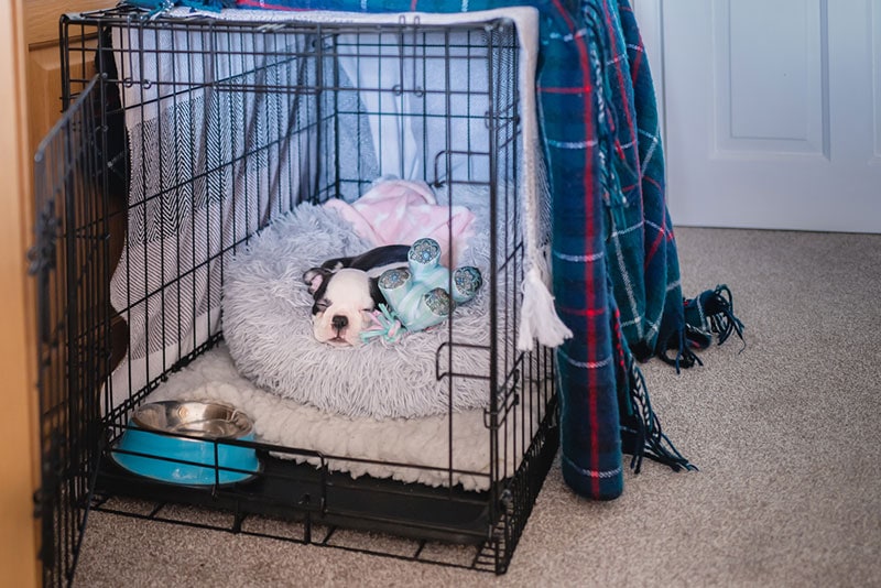 a boston terrier puppy sleeping in her crate with the door open