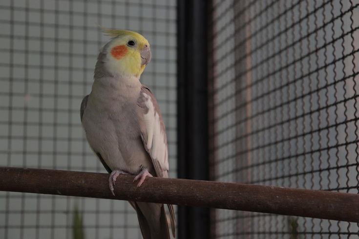 a cinnamon cockatiel inside a cage