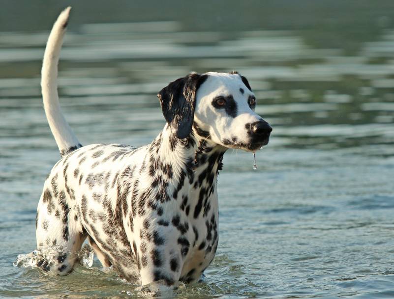 a dalmatian dog swimming in the lake