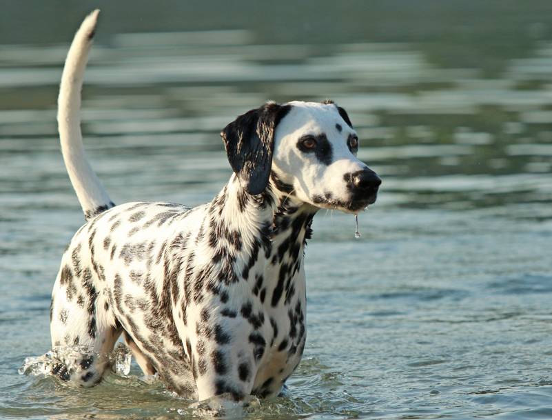 Do dalmatians like water 2025