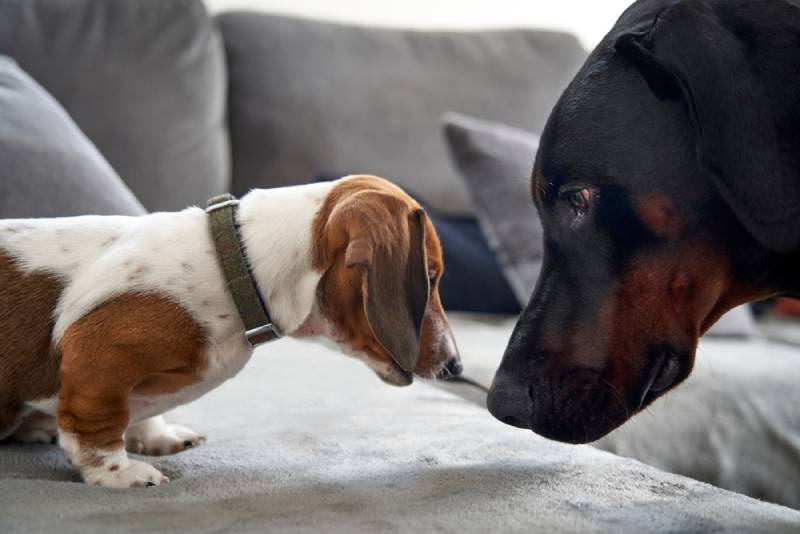 a doberman and daschund dogs meeting each other for the first time