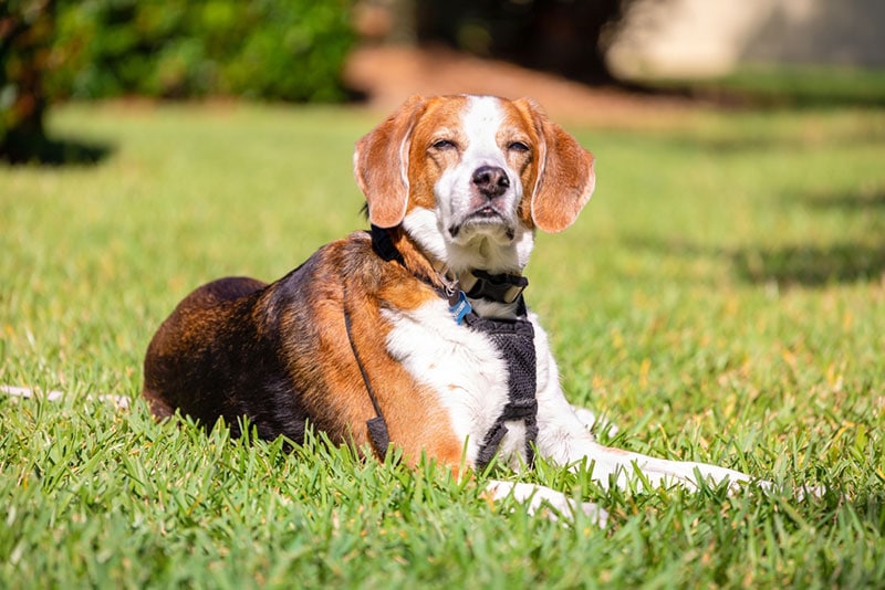 a dog squinting his eyes from the bright sunlight