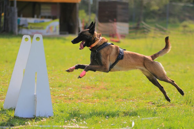 Flyball for Dogs 101 Info, Guide & How to Get Started Hepper