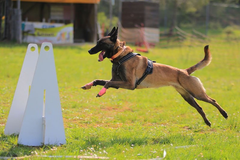a dog with bandages on its front paws in flyball competition