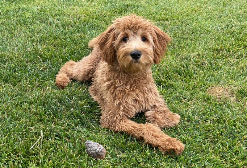 a female F2B goldendoodle lying on the grass