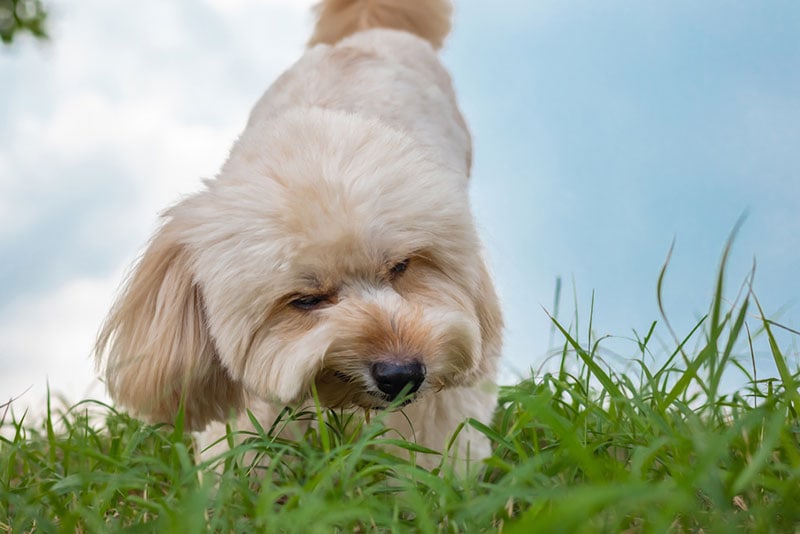 a fluffy dog eating something on the grass
