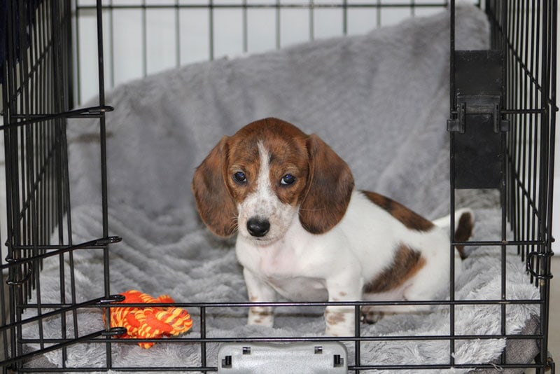 How Long Do Puppies Cry In Crate how-long-do-puppies-cry-in-crate