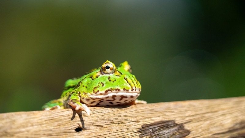 a pacman frog climbing up a log