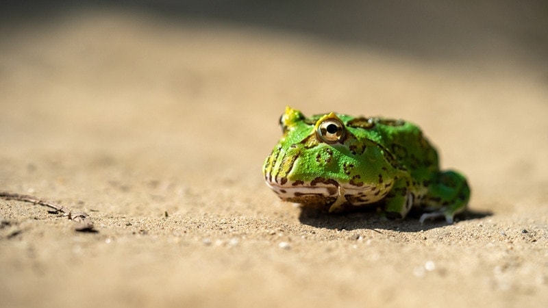 a pacman frog out in the heat outdoors