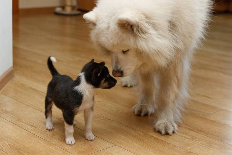 a samoyed dog meeting a new puppy for the first time in their home