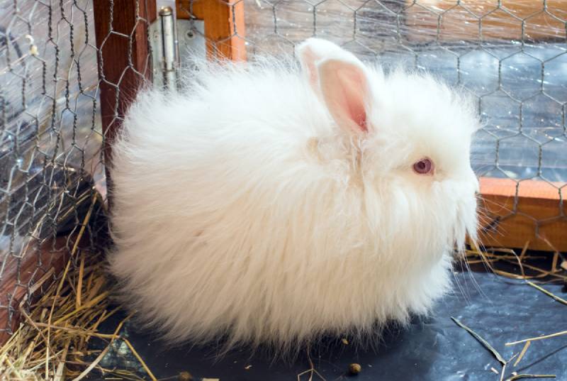 a satin angora rabbit inside a hutch