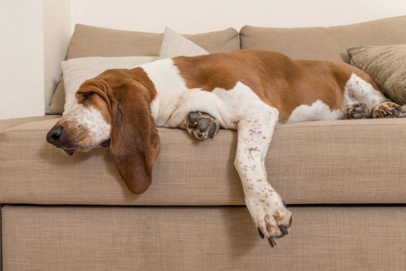 a sick basset hound dog lying on the sofa