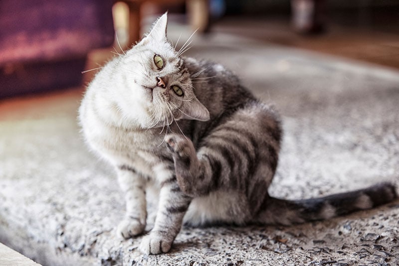 a tabby cat scratching its ears