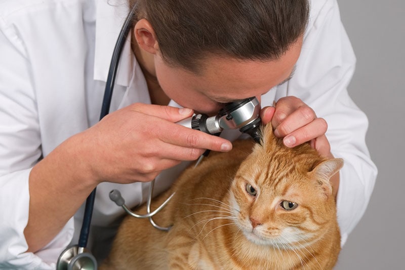 a veterinarian examining a tabby cat's ear with an otoscope
