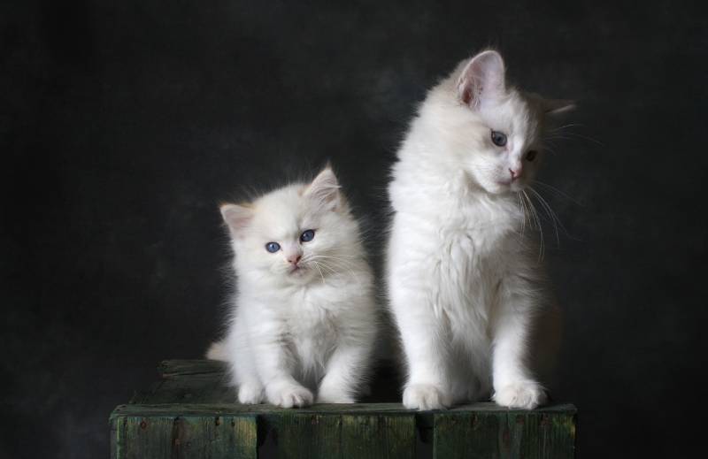 a white cat and kitten on top of a wooden platform