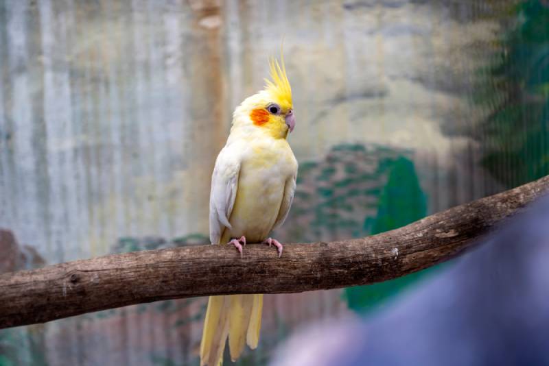 a young cinnamon cockatiel perched on a branch