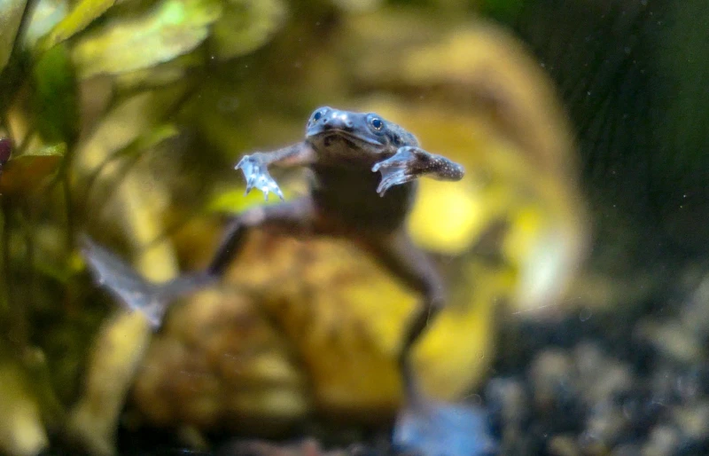 african dwarf frog (hymenochirus boettgeri) swimming underwater