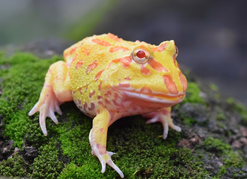 albino pacman frog